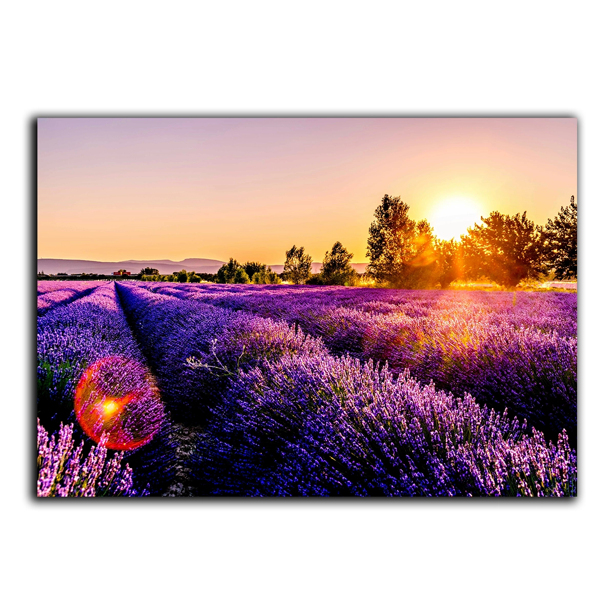 Tablou decorativ Lan de Lavanda Allset Printing Oradea